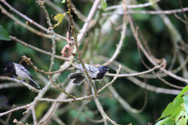 Stripe-breasted Tit (Parus fasciiventer) in Nyungwe National Park, Rwanda