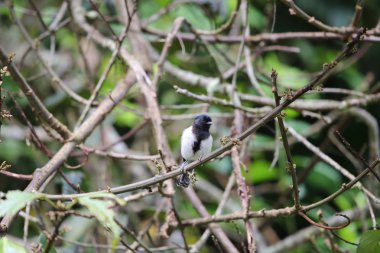 Stripe-breasted Tit (Parus fasciiventer) in Nyungwe National Park, Rwanda