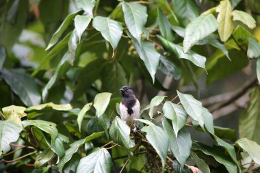 Stripe-breasted Tit (Parus fasciiventer) in Nyungwe National Park, Rwanda