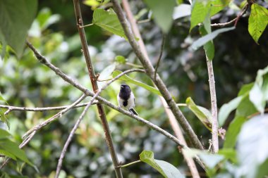 Stripe-breasted Tit (Parus fasciiventer) in Nyungwe National Park, Rwanda