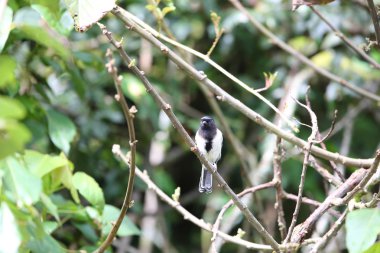 Stripe-breasted Tit (Parus fasciiventer) in Nyungwe National Park, Rwanda