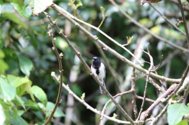 Stripe-breasted Tit (Parus fasciiventer) in Nyungwe National Park, Rwanda