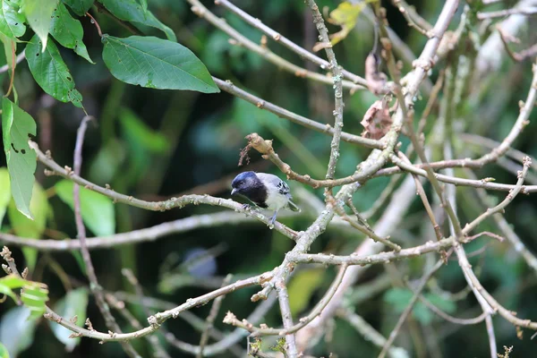 Stripe Breasted Tit Parus Fasciiventer Nyungwe National Park Rwanda — ストック写真