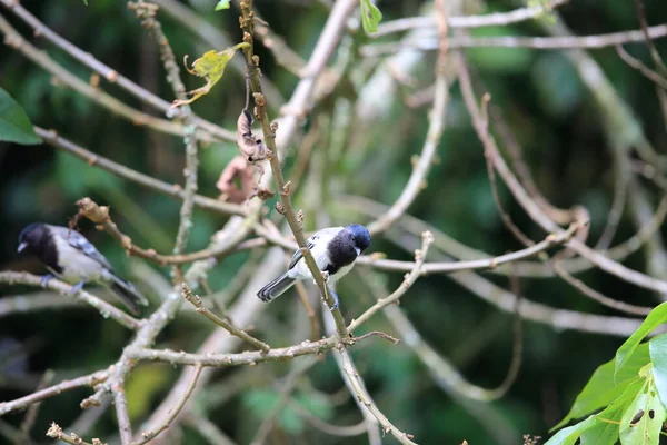 Stripe Breasted Tit Parus Fasciiventer Nyungwe National Park Rwanda — Stockfoto