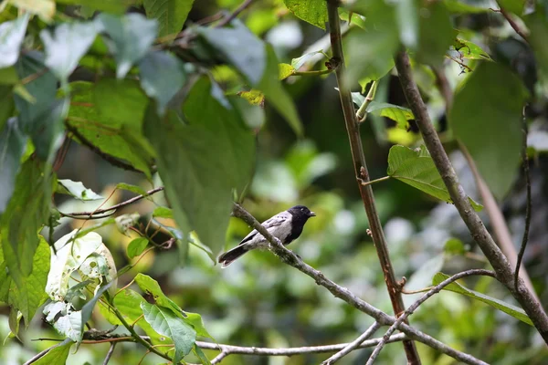 Stripe Breasted Tit Parus Fasciiventer Nyungwe National Park Rwanda — стокове фото