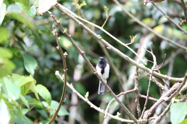 Stripe Breasted Tit Parus Fasciiventer Nyungwe National Park Rwanda — Stockfoto