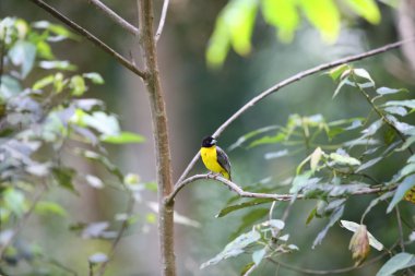 Kara sırtlı Weaver (Ploceus bicolor) Nyungwe Milli Parkı, Ruanda