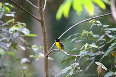 Kara sırtlı Weaver (Ploceus bicolor) Nyungwe Milli Parkı, Ruanda