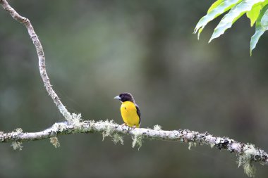 Kara sırtlı Weaver (Ploceus bicolor) Nyungwe Milli Parkı, Ruanda