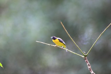 Kara sırtlı Weaver (Ploceus bicolor) Nyungwe Milli Parkı, Ruanda