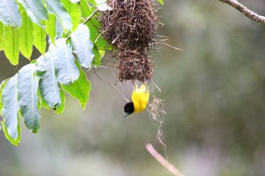 Kara sırtlı Weaver (Ploceus bicolor) Nyungwe Milli Parkı, Ruanda