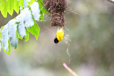 Kara sırtlı Weaver (Ploceus bicolor) Nyungwe Milli Parkı, Ruanda