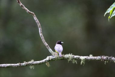 Kara sırtlı Weaver (Ploceus bicolor) Nyungwe Milli Parkı, Ruanda
