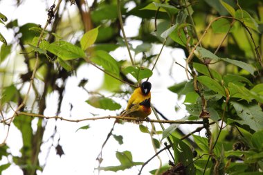 Tuhaf dokumacı (Ploceus Alienus), Ploceidae familyasından bir kuş türü. Albertine Yarık Canavarı ormanlarında bulunur..