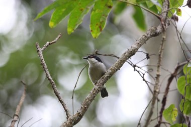 Tuhaf dokumacı (Ploceus Alienus), Ploceidae familyasından bir kuş türü. Albertine Yarık Canavarı ormanlarında bulunur..