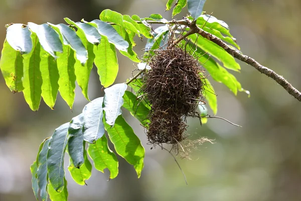 Dark-backed Weaver (Ploceus bicolor) w Parku Narodowego Nyungwe, Rwanda — Zdjęcie stockowe