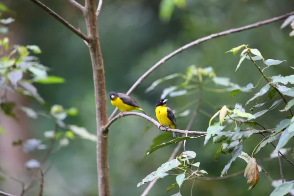 Tisserand à dos noir (Ploceus bicolor) dans le parc national Nyungwe, Rwanda — Photo