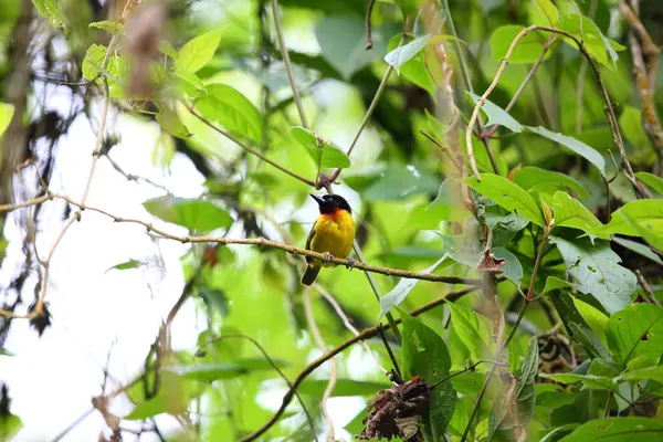 Furcsa Szövőmadár Ploceus Alienus Ploceidae Családba Tartozó Madárfaj Albertine Rift — Stock Fotó