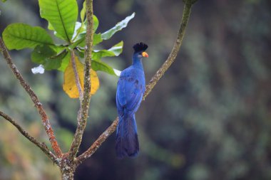 Büyük mavi turaco (Corythaeola cristata) Nyungwe Milli Parkı, Ruanda
