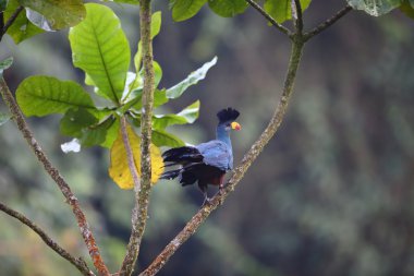 Büyük mavi turaco (Corythaeola cristata) Nyungwe Milli Parkı, Ruanda