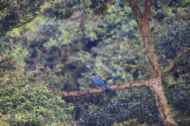 Büyük mavi turaco (Corythaeola cristata) Nyungwe Milli Parkı, Ruanda