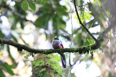 Narina trogon (Apaloderma narina) Nyungwe Milli Parkı, Ruanda