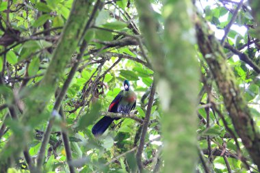 Ruwenzori turaco (Ruwenzorornis johnstoni) Nyungwe Milli Parkı, Ruanda