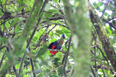 Ruwenzori turaco (Ruwenzorornis johnstoni) Nyungwe Milli Parkı, Ruanda