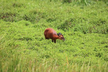Kırmızı orman duiker (Cephalophus natalensis) Nyungwe Milli Parkı, Ruanda