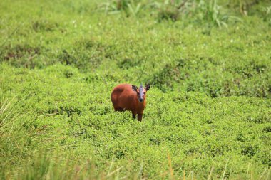 Kırmızı orman duiker (Cephalophus natalensis) Nyungwe Milli Parkı, Ruanda