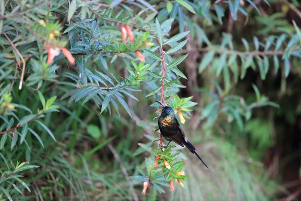 Bronzová Sunbird (Nectarinia kilimensis) v národním parku Nyungwe, Rwanda — Stock fotografie