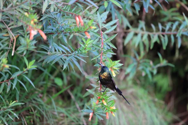 Uccello soleggiato di bronzo (Nectarinia kilimensis) nel Parco nazionale di Nyungwe, Ruanda — Foto Stock