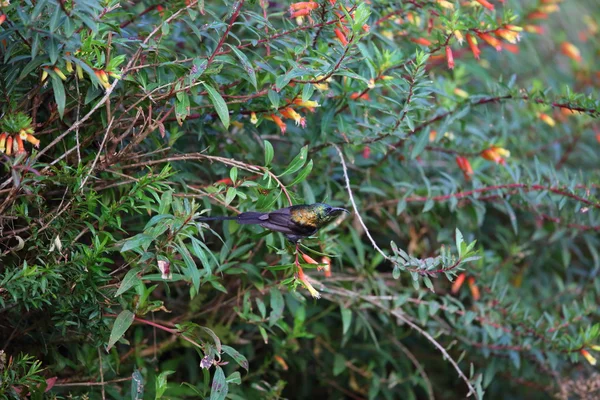 Bronze-Sonnenvogel (nectarinia kilimensis) im Nyungwe Nationalpark, Ruanda — Stockfoto