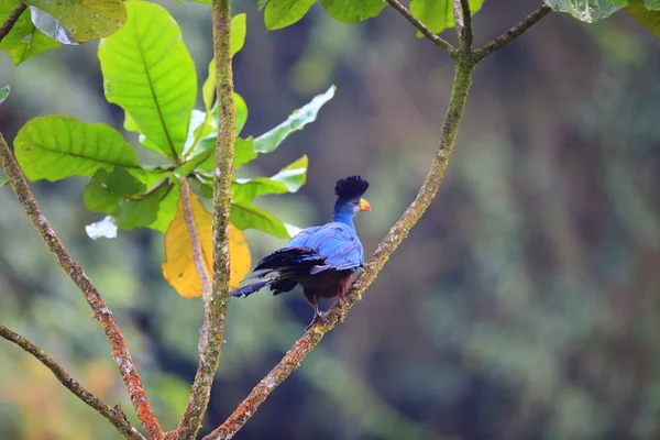 尼永圭国家公园，卢旺达的大蓝 turaco （Corythaeola 鸡冠花） — 图库照片