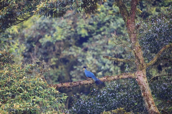 Великий синій turaco (Corythaeola версія) в національному парку Nyungwe, Руанда — стокове фото