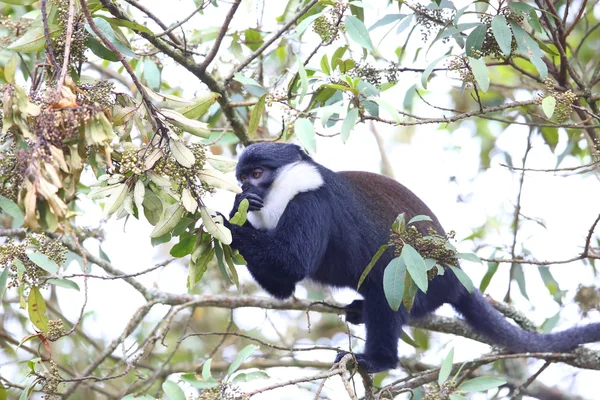 Мавпа L'Hoest, (Cercopithecus l' hoesti) в національному парку Nyungwe, Руанда — стокове фото