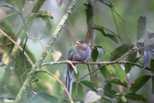 Narina trogon (Apaloderma narina) no Parque Nacional Nyungwe, Ruanda — Fotografia de Stock