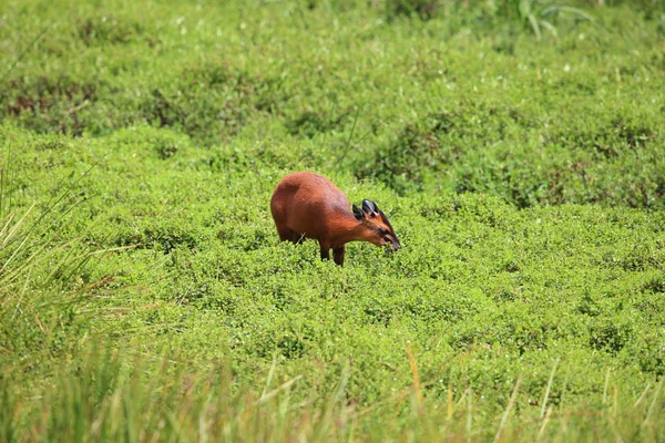 Red forest duiker (Cephalophus natalensis) in Nyungwe National Park,Rwanda — Stock Photo, Image