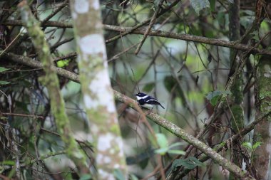 Ruwenzori batis (Batis diops) Nyungwe Milli Parkı, Ruanda