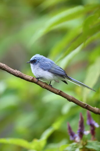 Bílé sledoval modré flycatcher (Elminia albicauda) v národním parku Vulkán, Rwanda — Stock fotografie