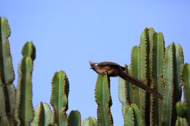 Benekli fare kuşu (