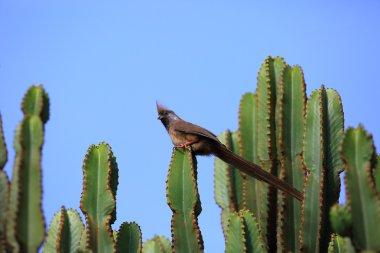 Benekli fare kuşu (