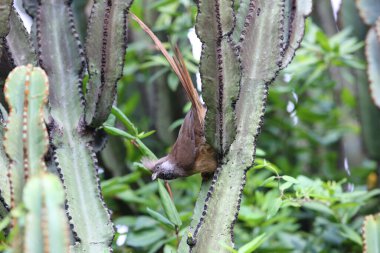 Benekli fare kuşu (