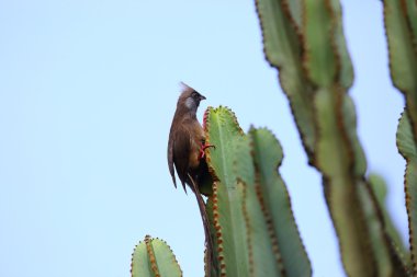 Benekli fare kuşu (
