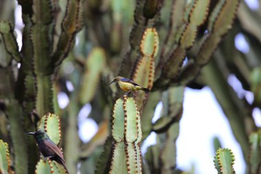 Ruanda 'da Bronz Güneş Kuşu (Nectarinia kilimensis)