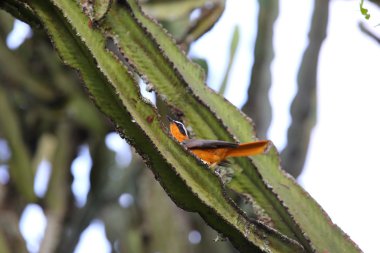 Beyaz kaşlı Robin-Chat (Cossypha heuglini) Kraliçe Elizabeth Ulusal Parkı, Uganda