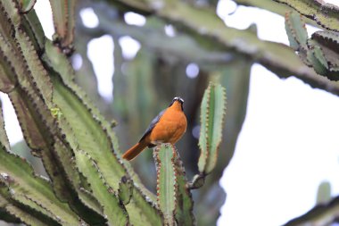 Beyaz kaşlı Robin-Chat (Cossypha heuglini) Kraliçe Elizabeth Ulusal Parkı, Uganda