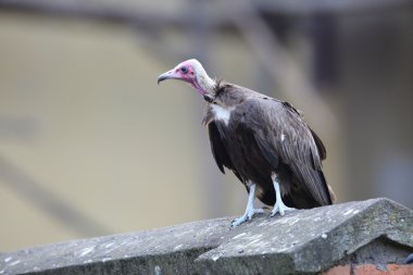 Kapüşonlu akbaba (