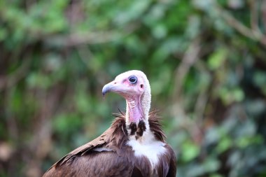 Kapüşonlu akbaba (