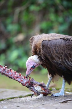 Kapüşonlu akbaba (